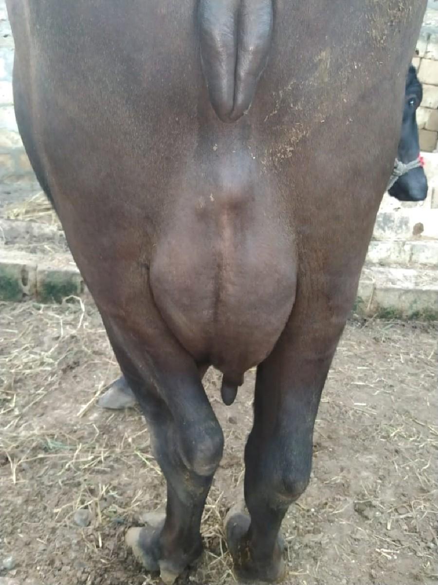 થંબનેલ 3