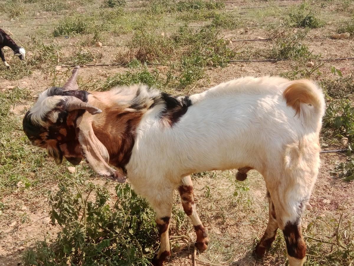 થંબનેલ 2