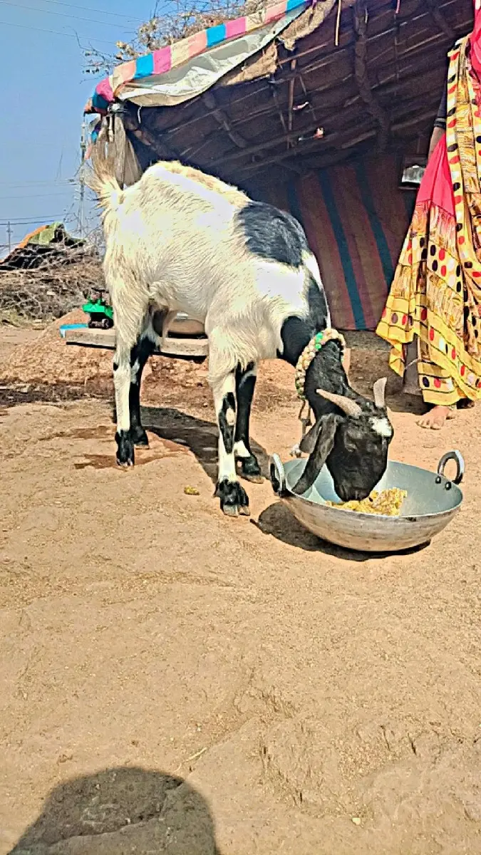 ભૂલ જવાબદારી મહિના વાળી છે