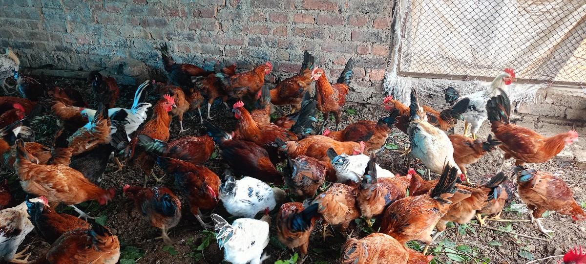 થંબનેલ 2