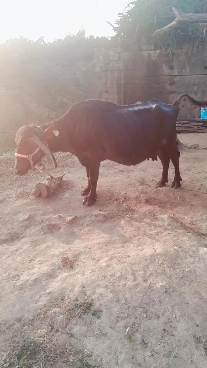 થંબનેલ 3