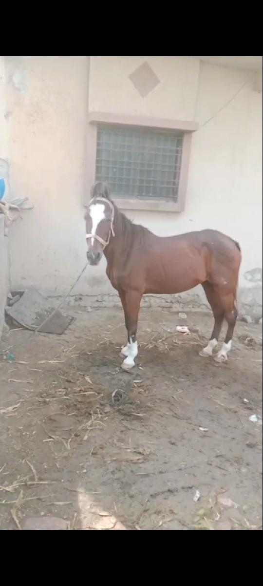 થંબનેલ 3