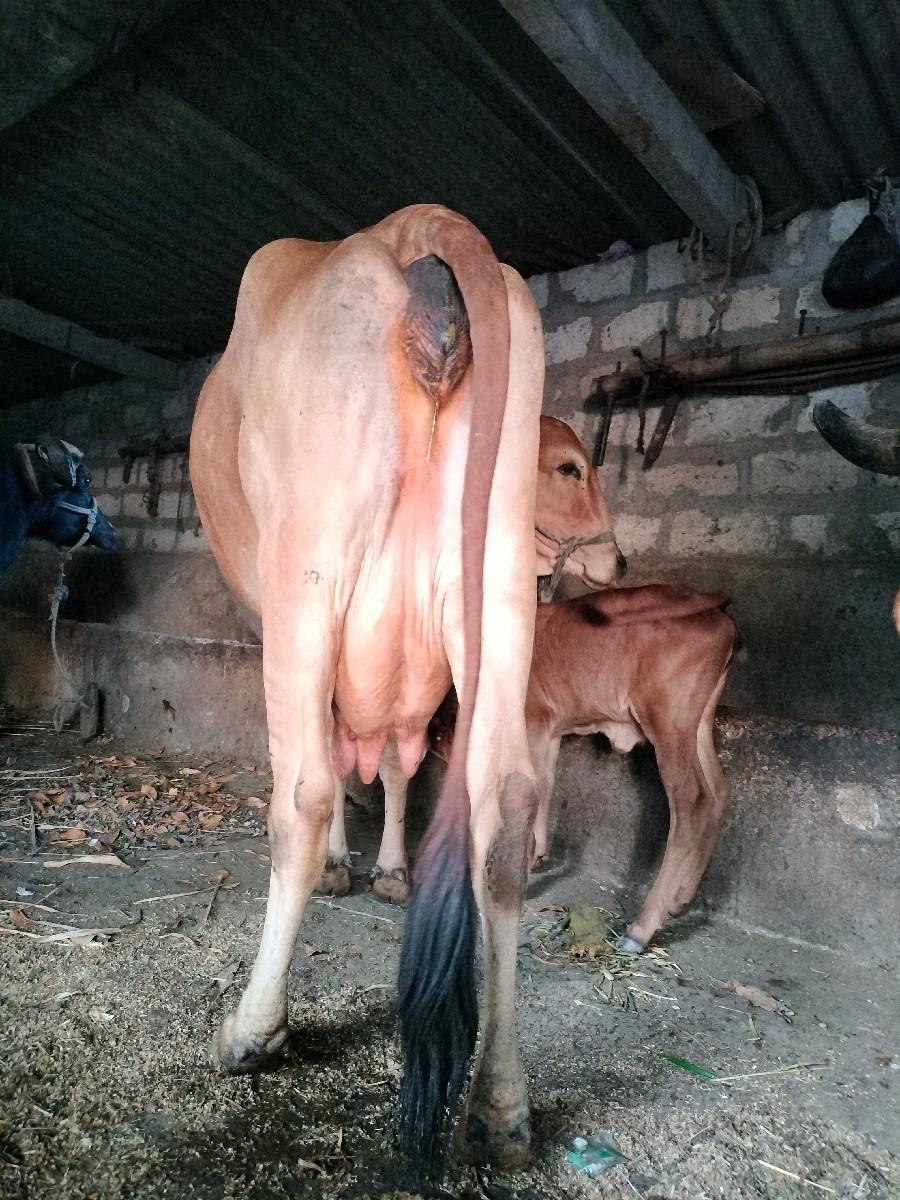 ગાય વેચવાની છે