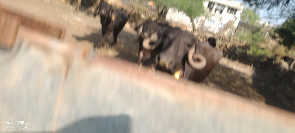 થંબનેલ 3