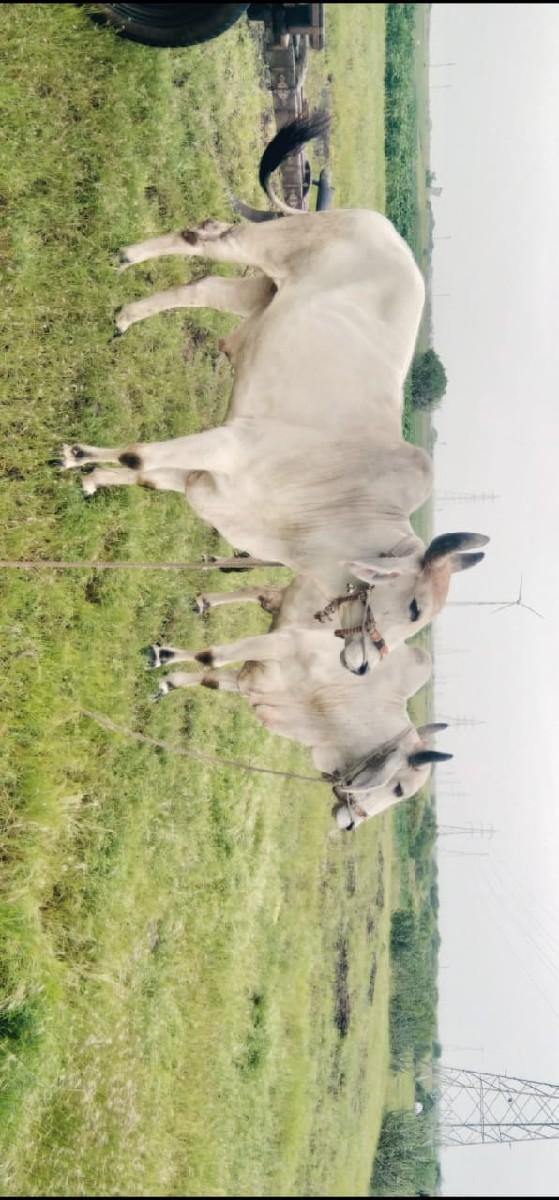 થંબનેલ 2