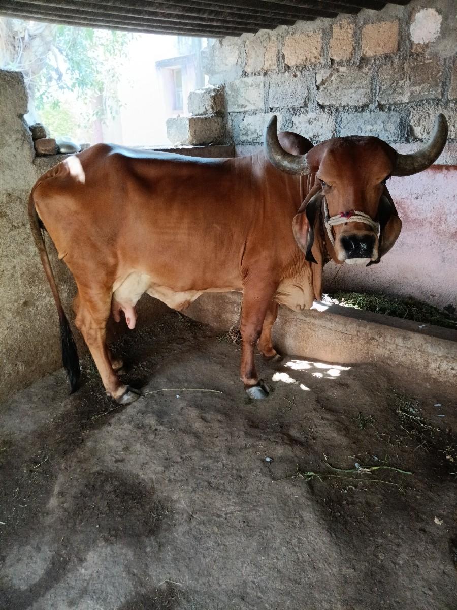 ગાય વેચવાની છે 3 વેતર વ્યાસે