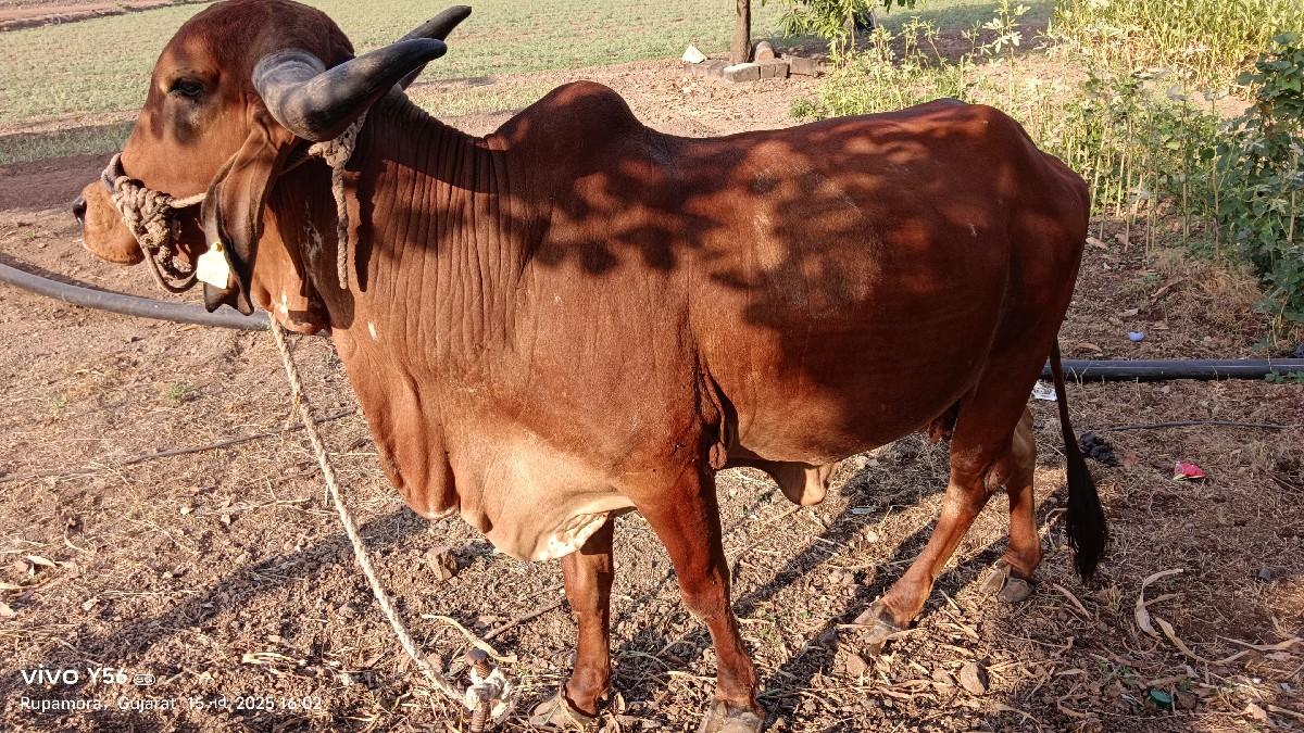 ગીર ગાય