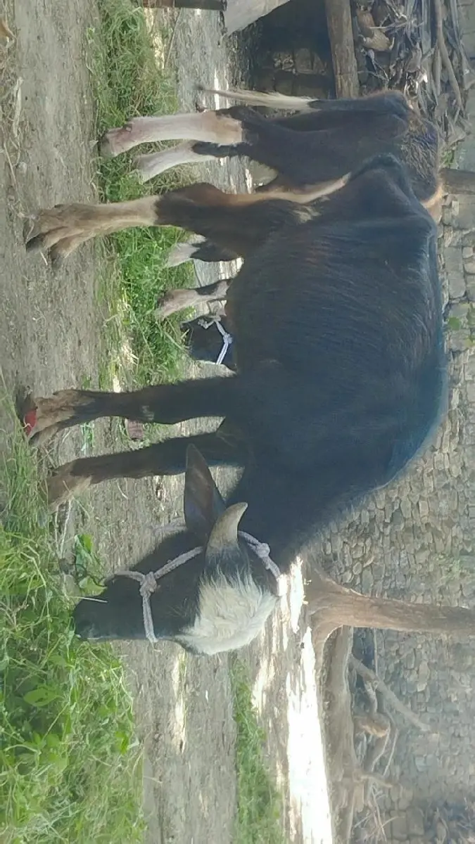 થંબનેલ 2