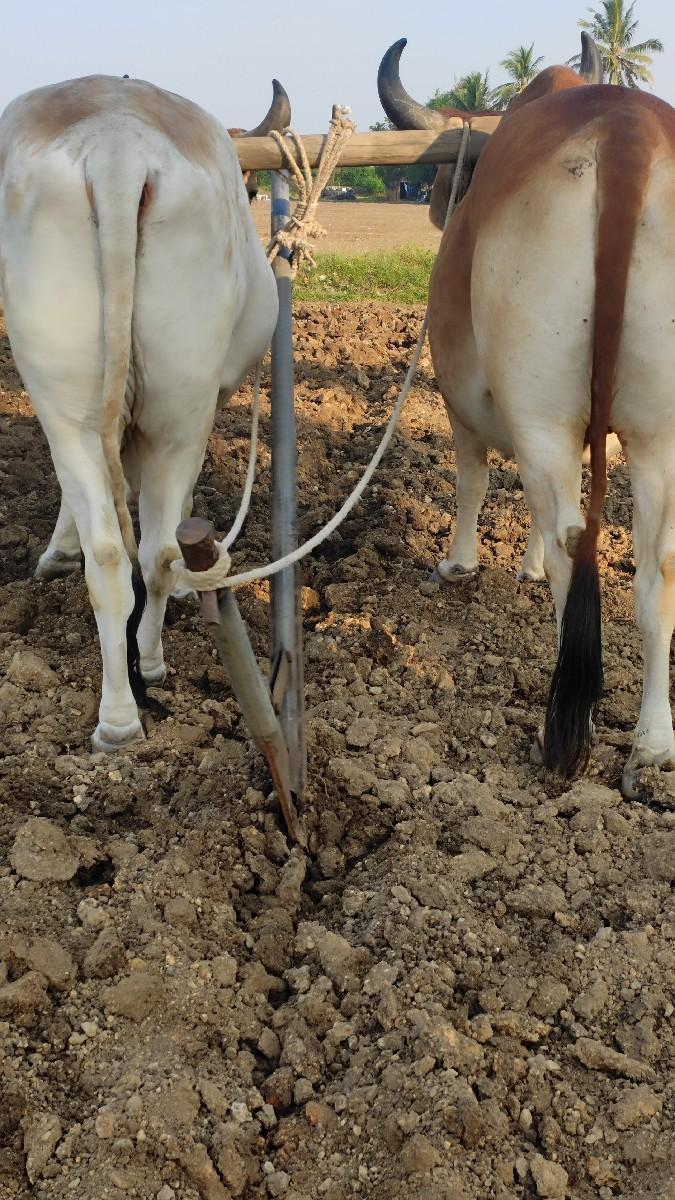 ગોધલા વેસવા ના છે