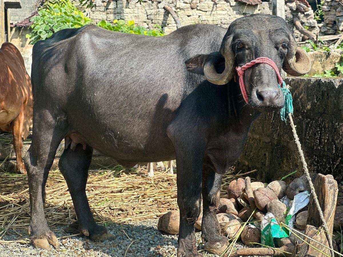 થંબનેલ 2