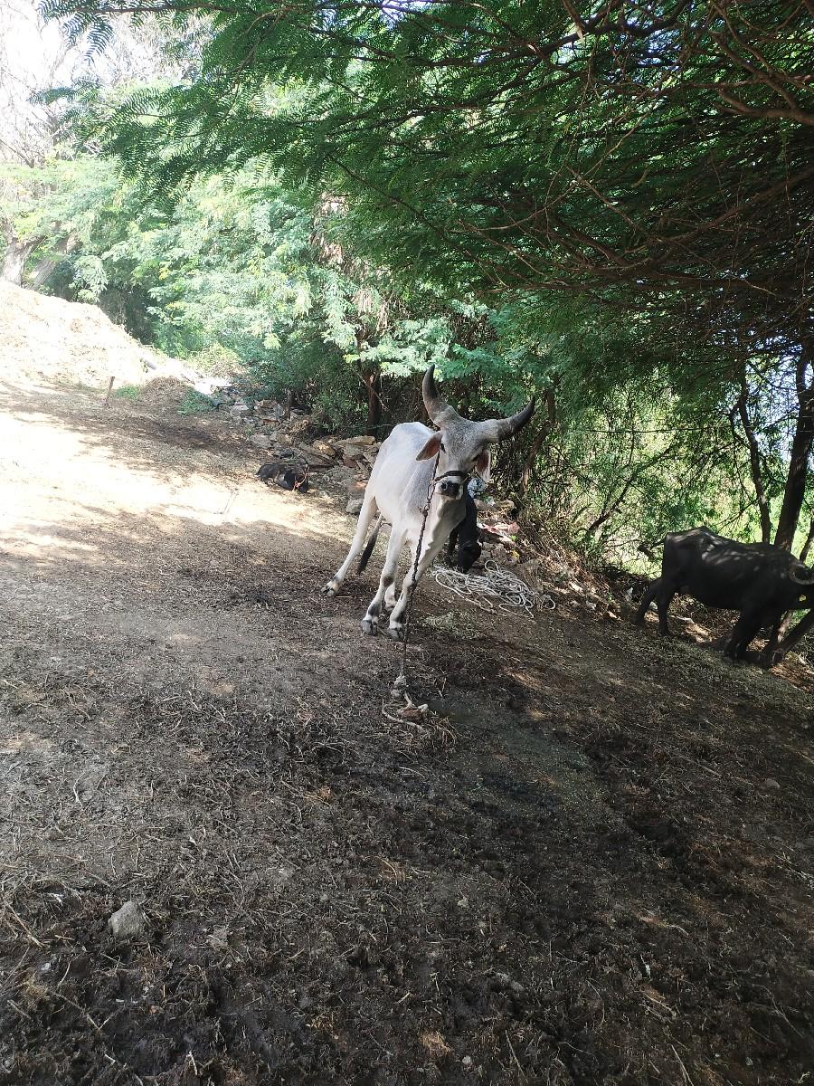 થંબનેલ 2