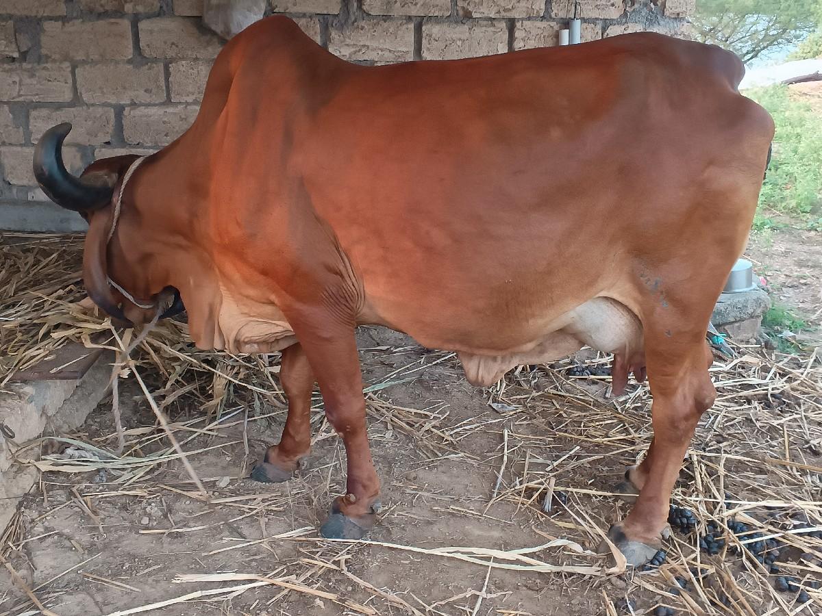 થંબનેલ 2