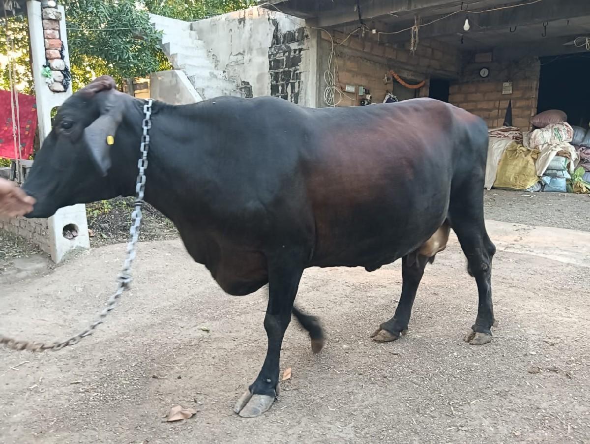 વેતર બીજું