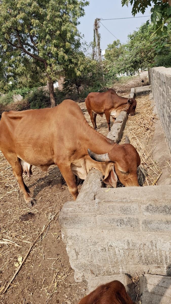 થંબનેલ 3