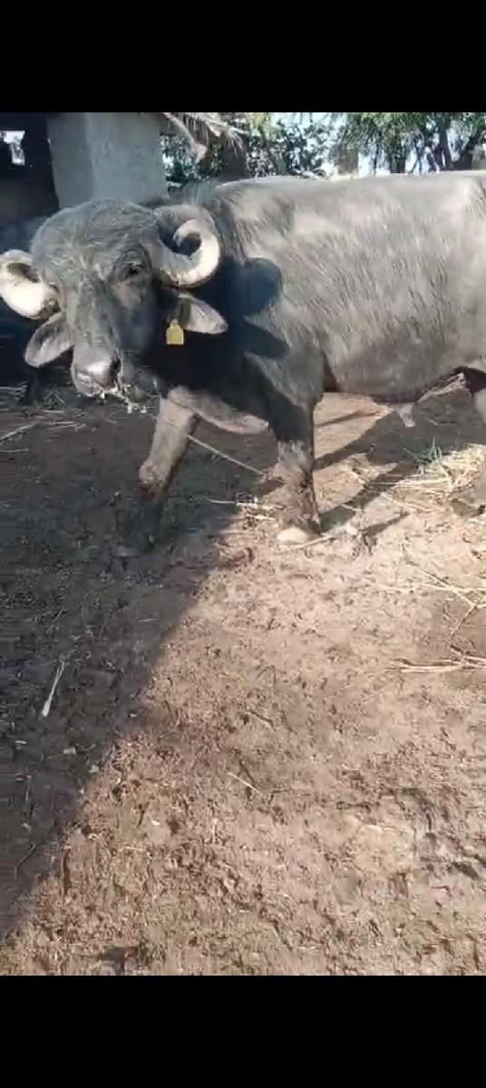 પાડો વેચવાનું છે