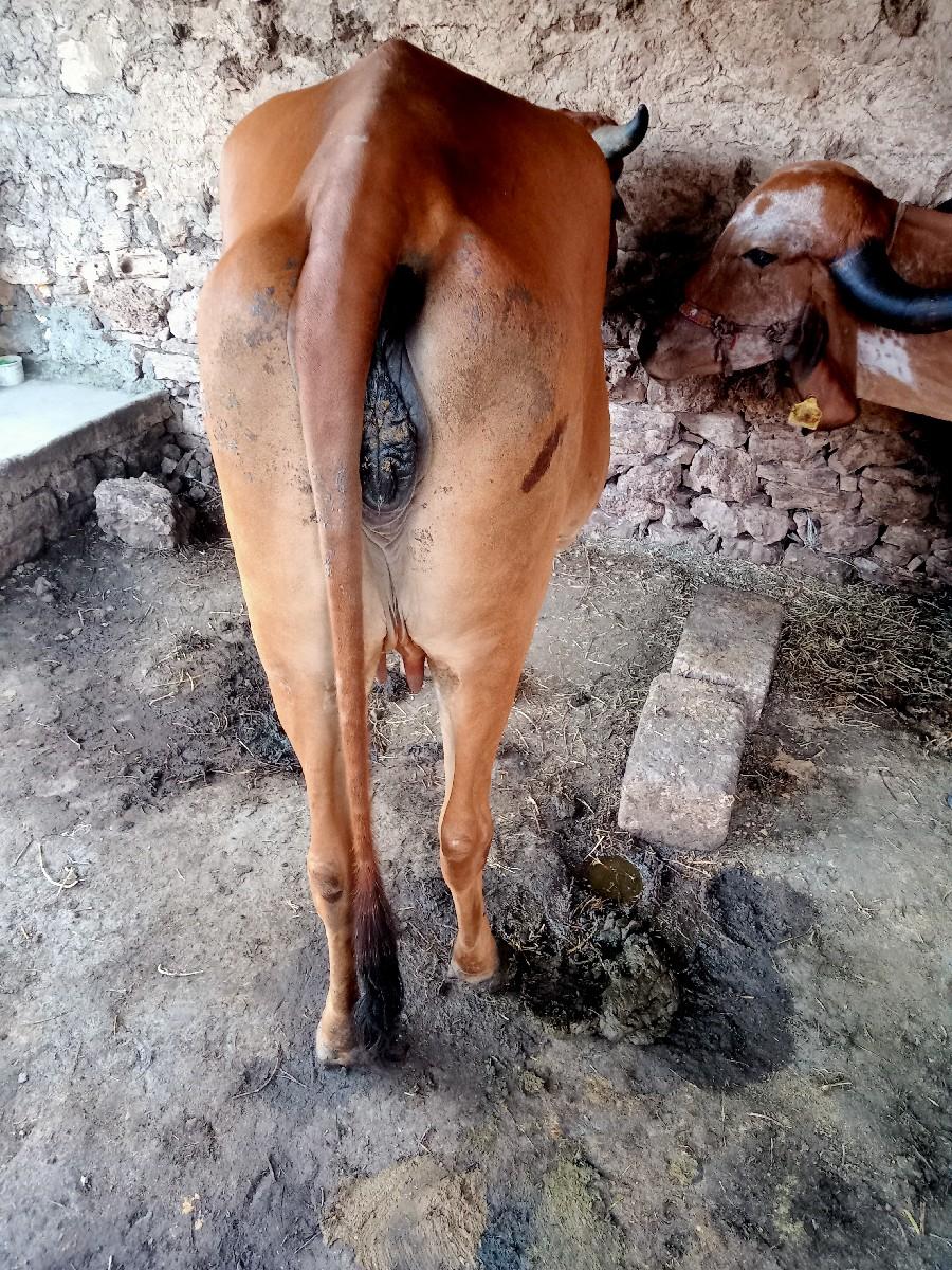 હોણકી,વેસવાનીસે