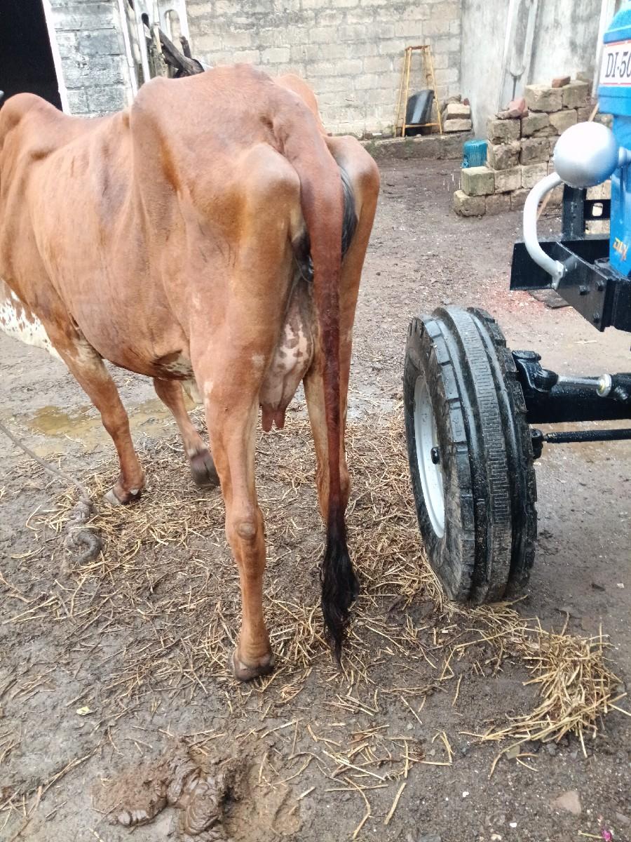 થંબનેલ 2