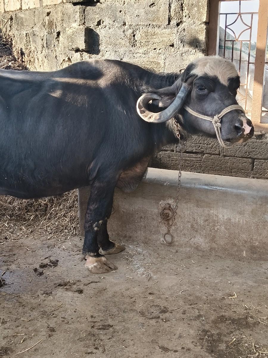 ભેંસ વેચવાની છે બીજું વેતર વ્યાસ