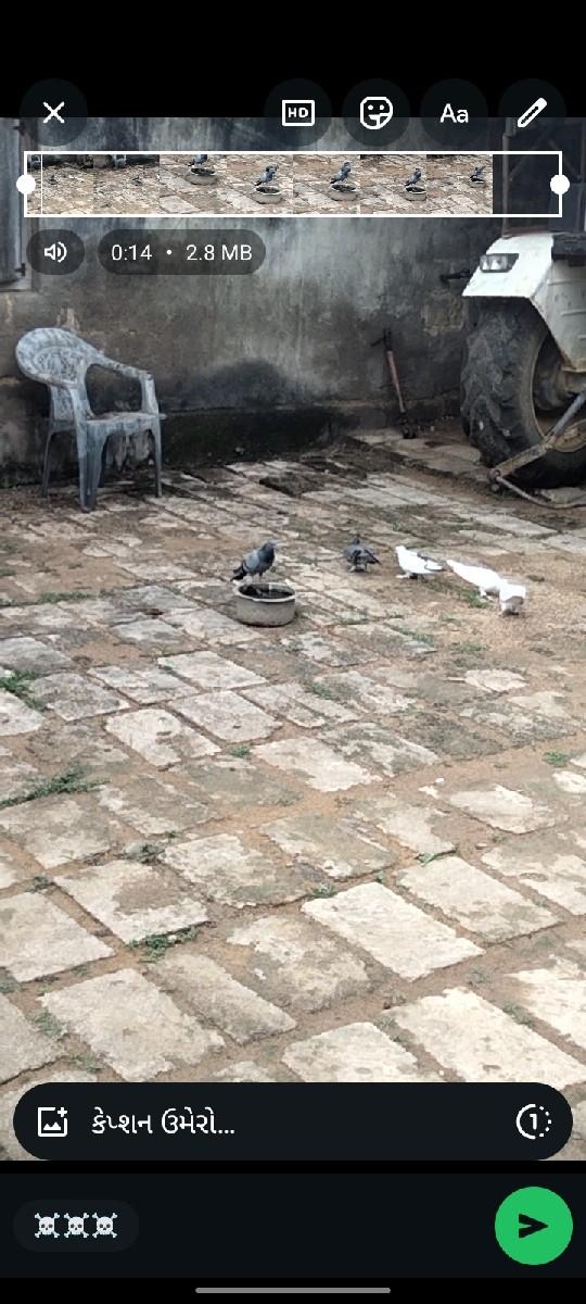 કબુતર વેચવાના છે