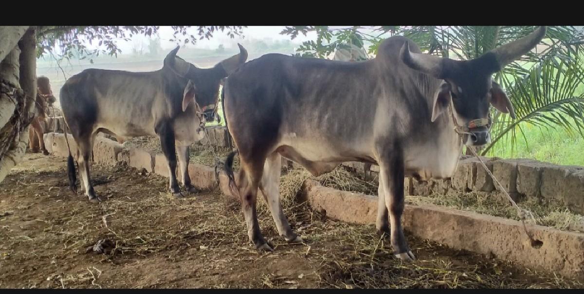 થંબનેલ 2