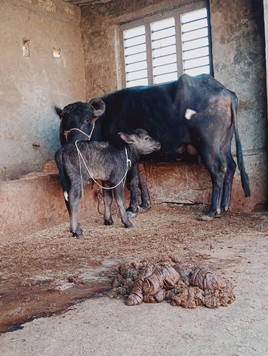 થંબનેલ 3