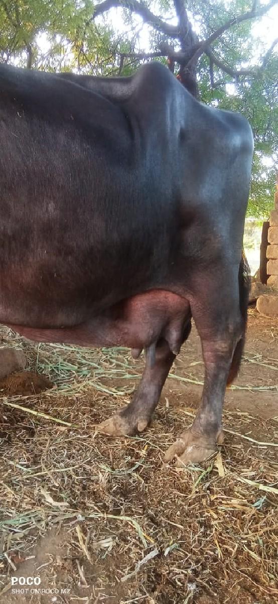 થંબનેલ 2