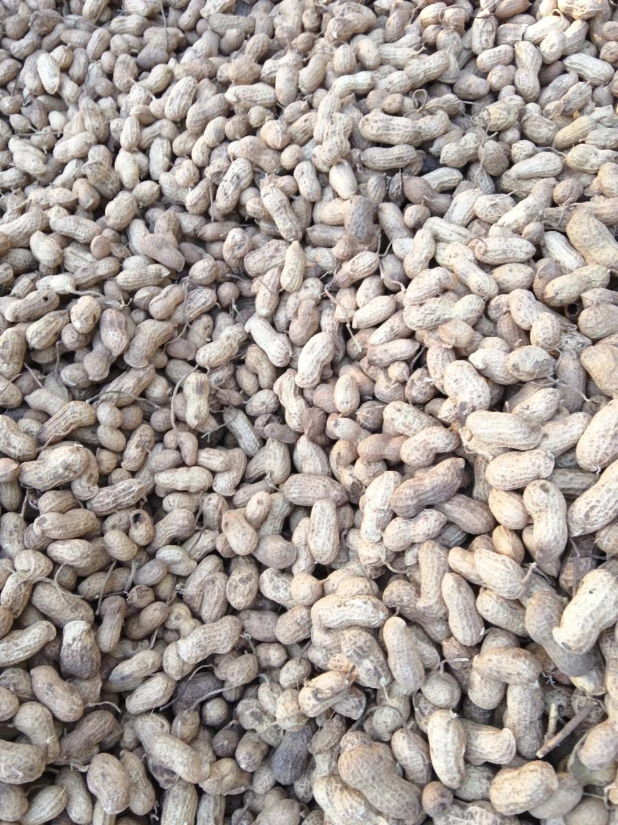 જી.  20.  નંબર મગફળી