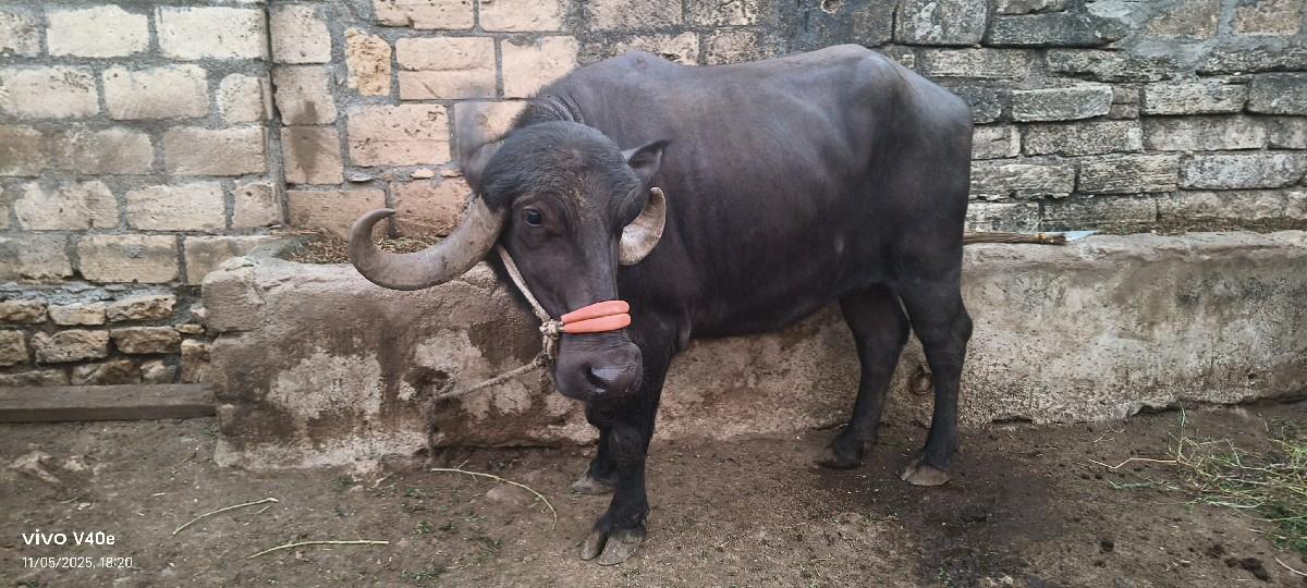 થંબનેલ 3