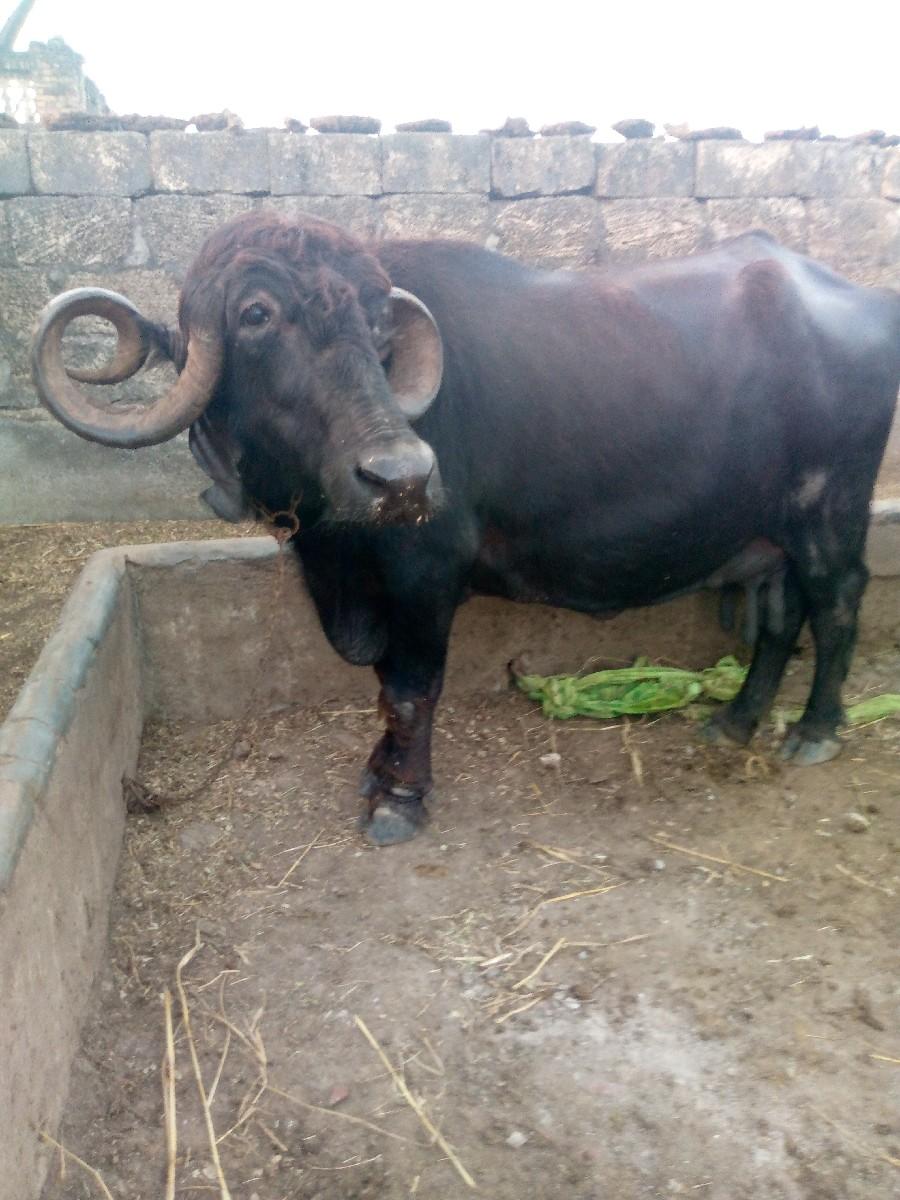 ભેંસ વેચવાની છે