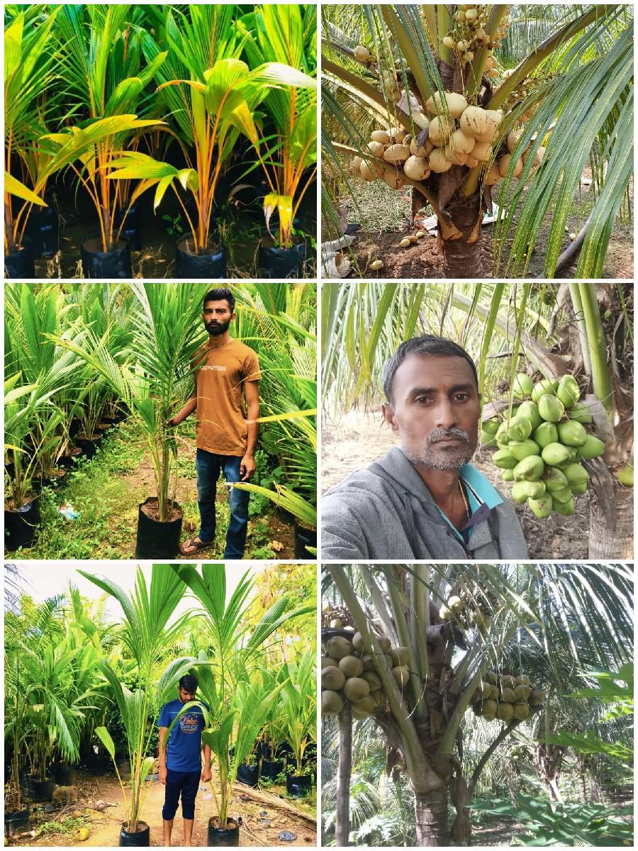 નારિયેળી ના રોપા વહેંચવાના છે