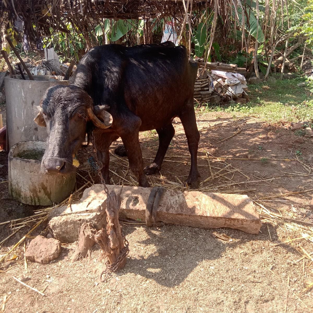 થંબનેલ 2