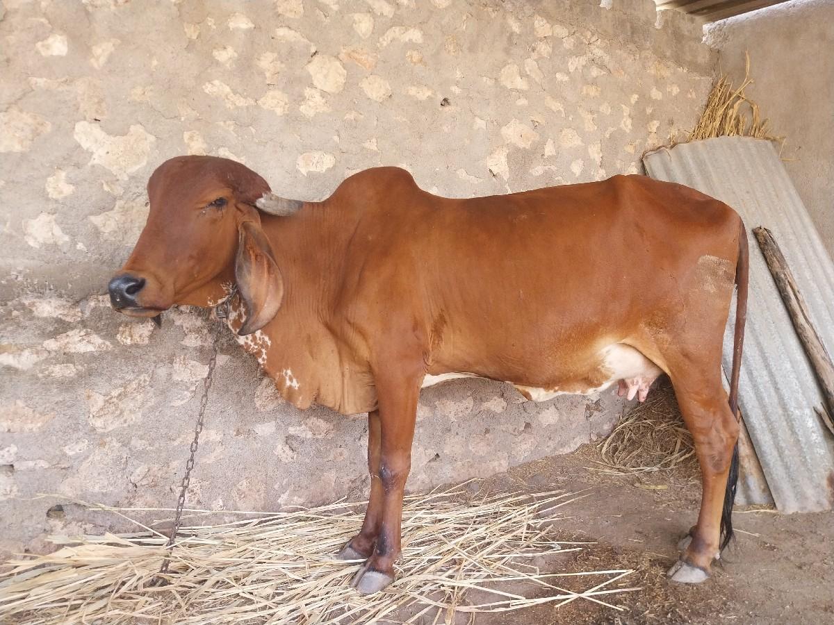 દેશી ઓડકી છે.