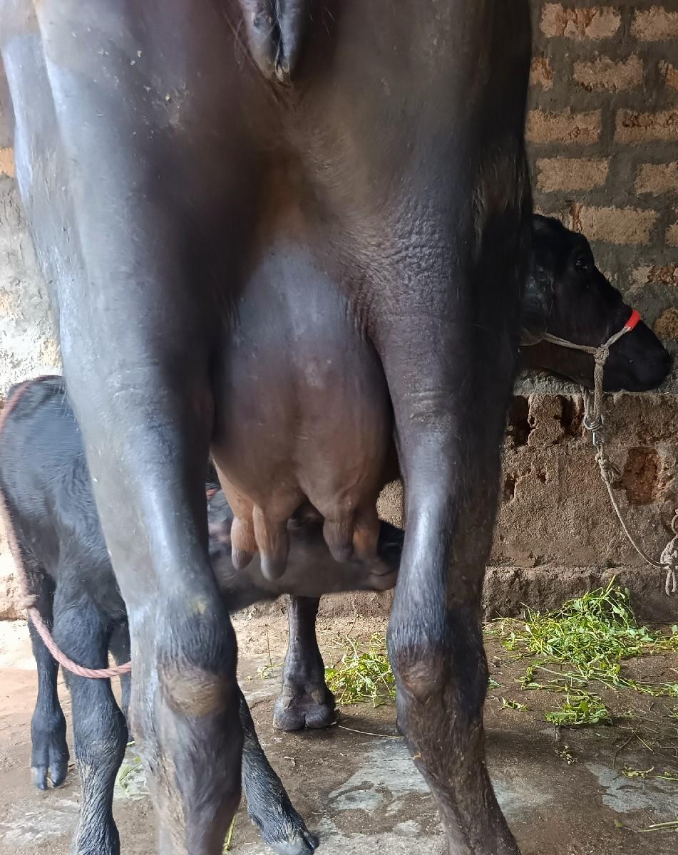 થંબનેલ 2