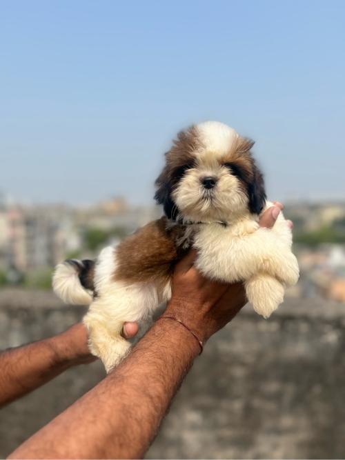 થંબનેલ 2