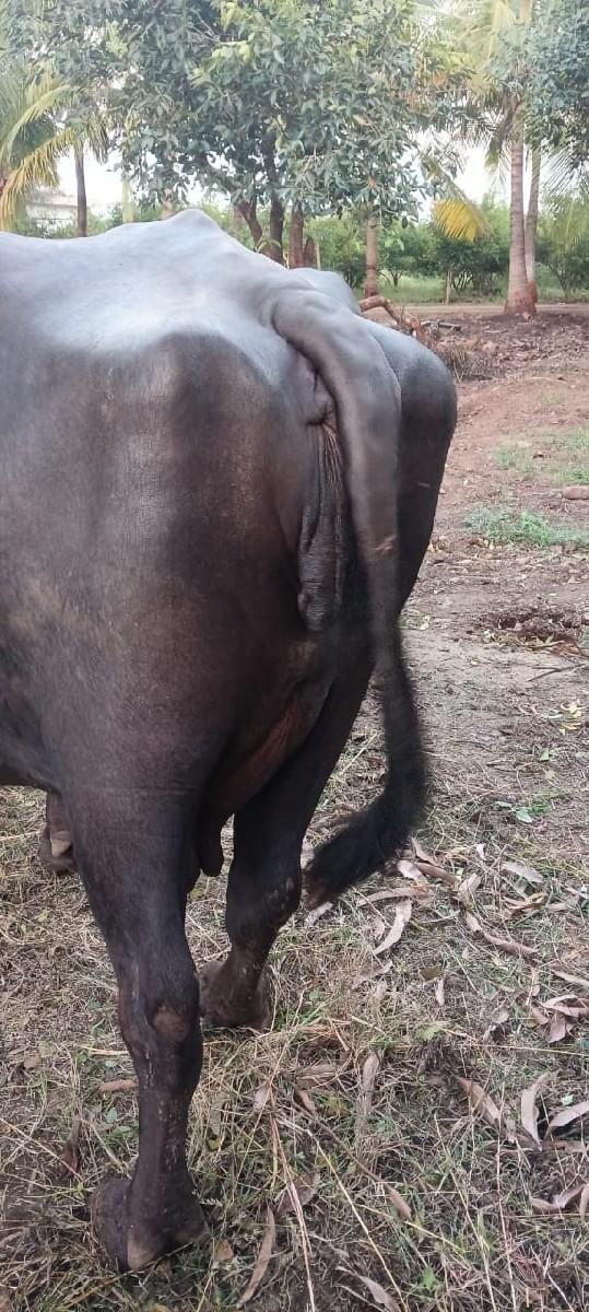 થંબનેલ 2