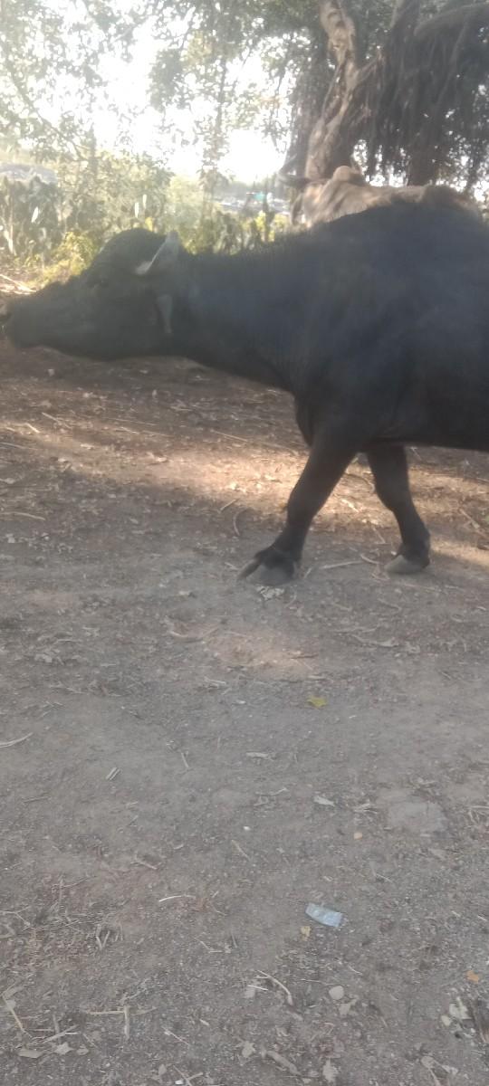 બે.ભેસ વેચવાની છે.