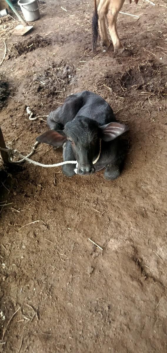 ભેંસ વેચવા ની છે