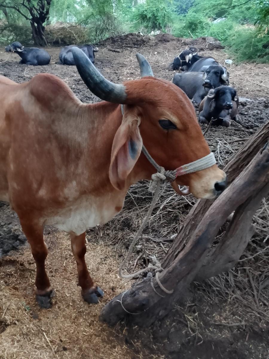 થંબનેલ 2