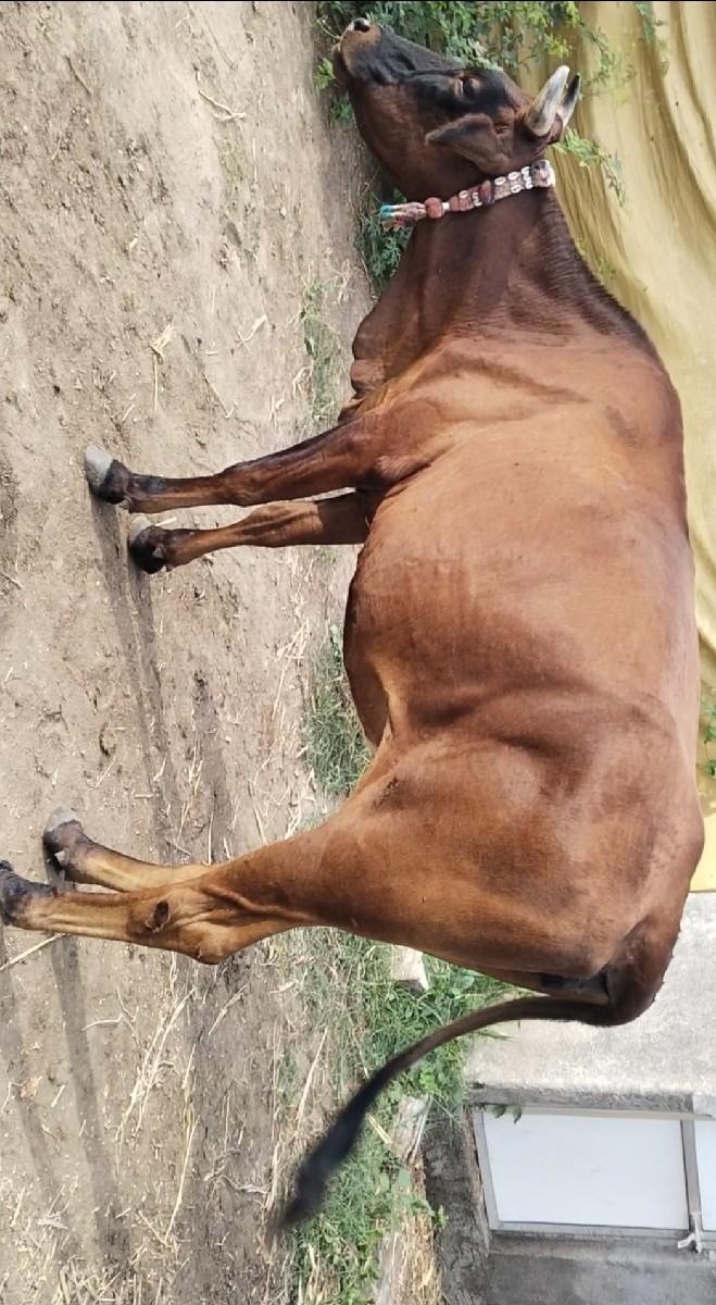 થંબનેલ 2