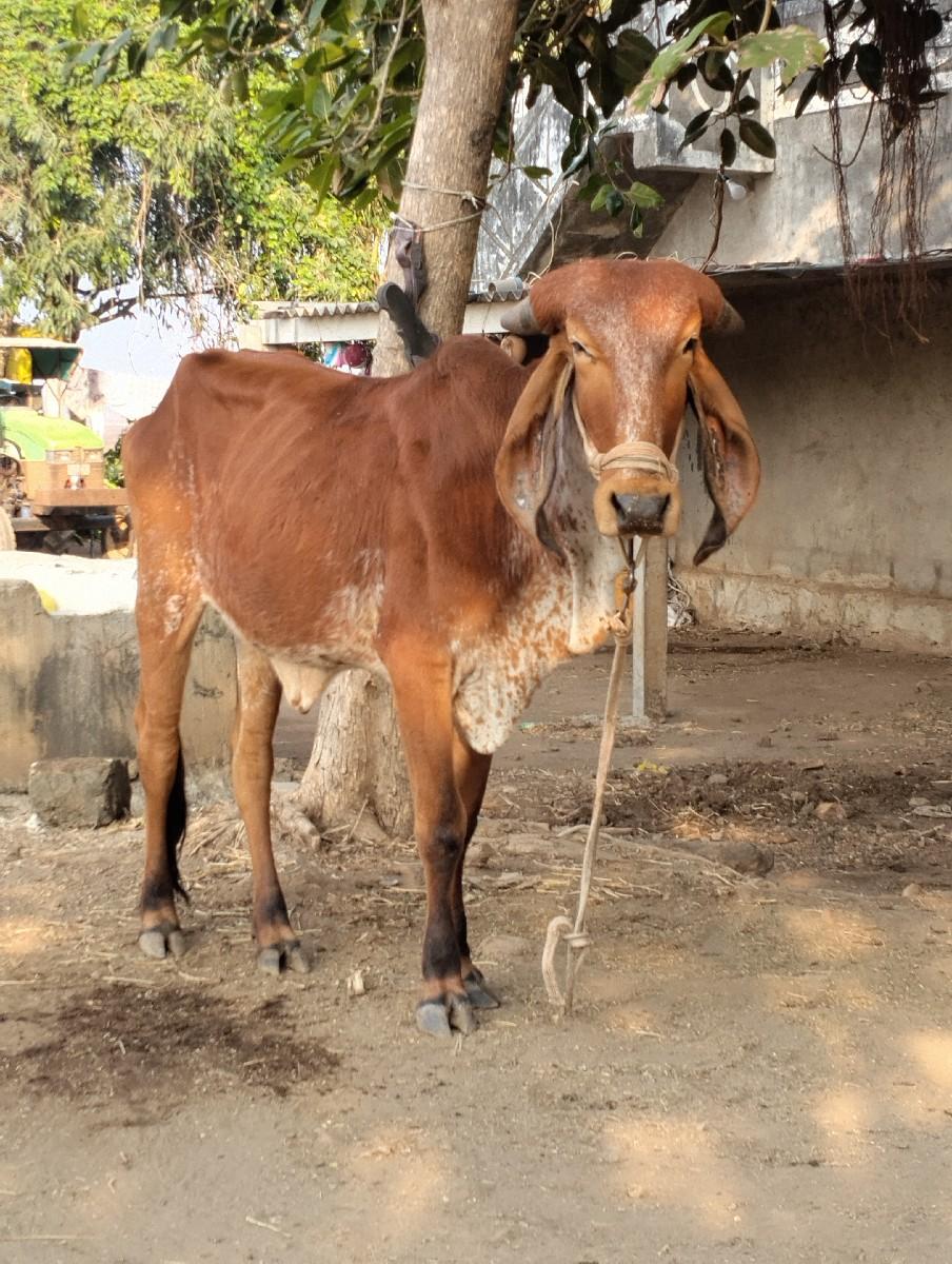 થંબનેલ 2