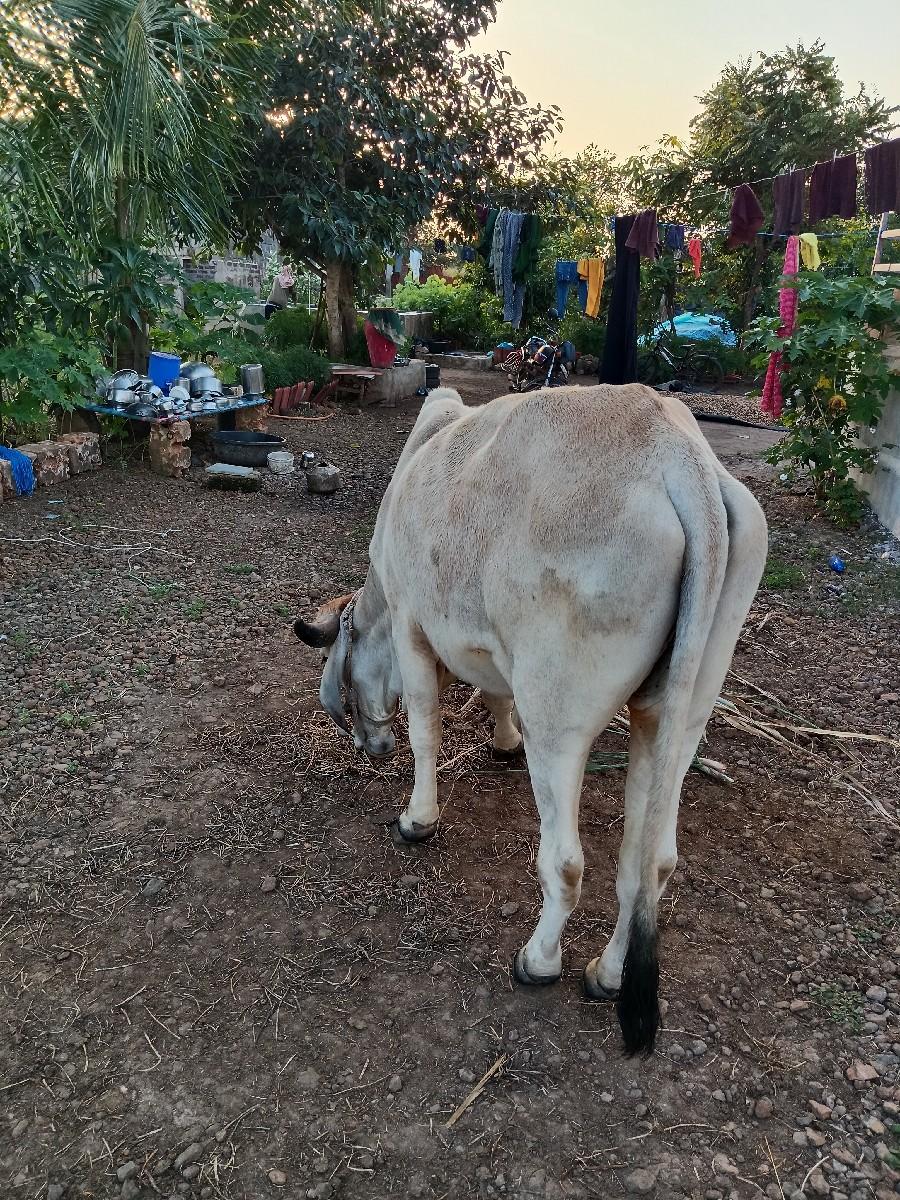 થંબનેલ 2