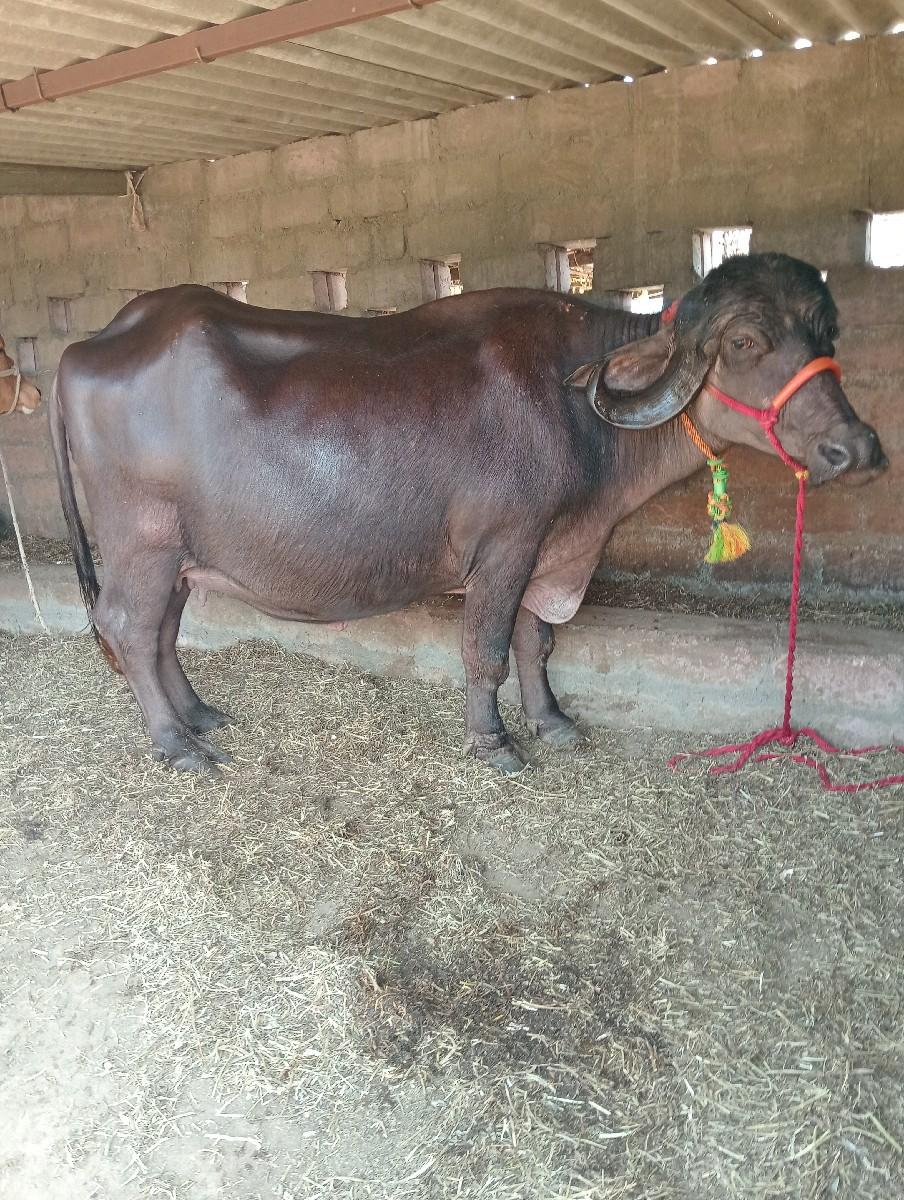 થંબનેલ 2