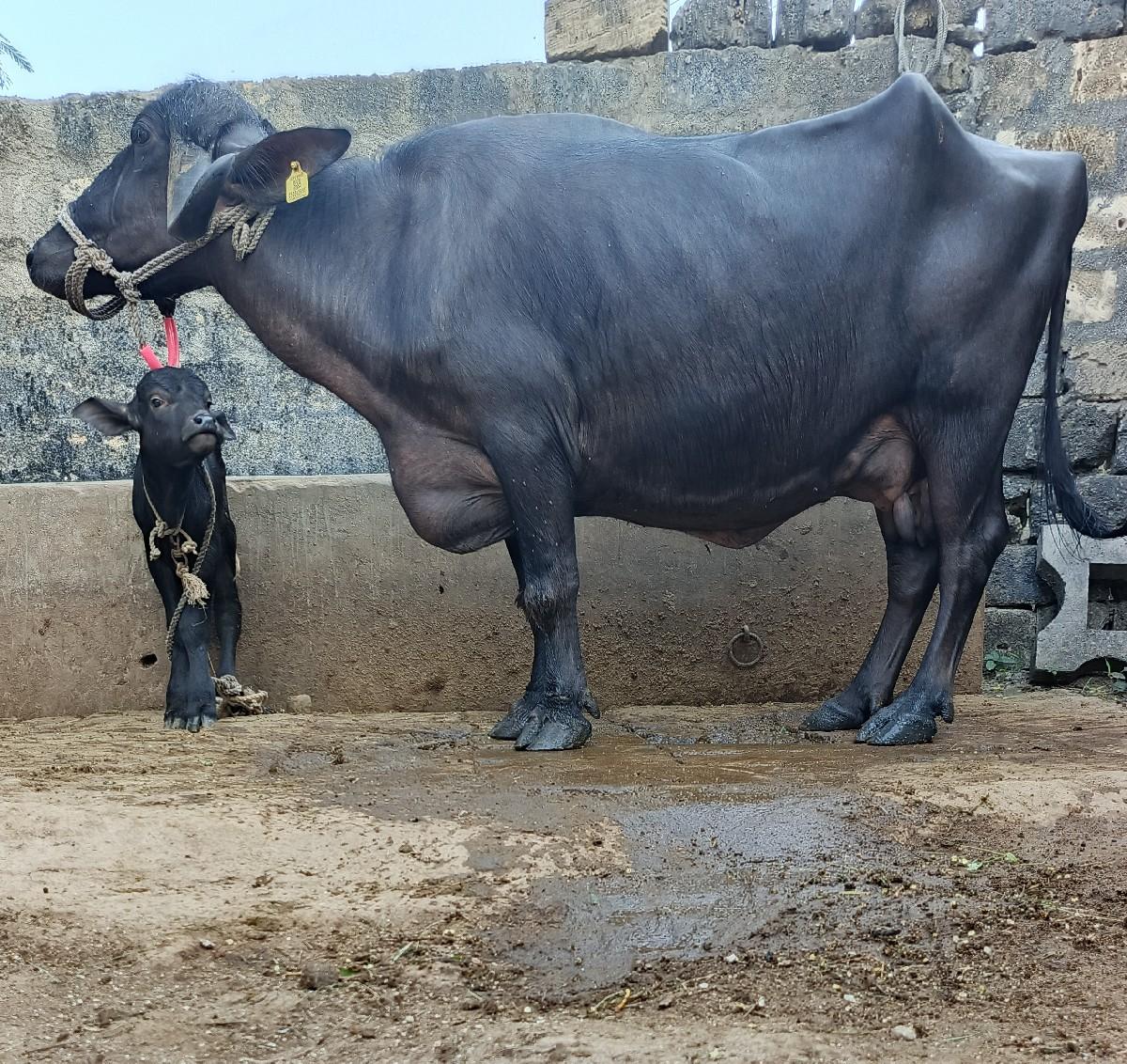 ખળેલી વેચવાની છે