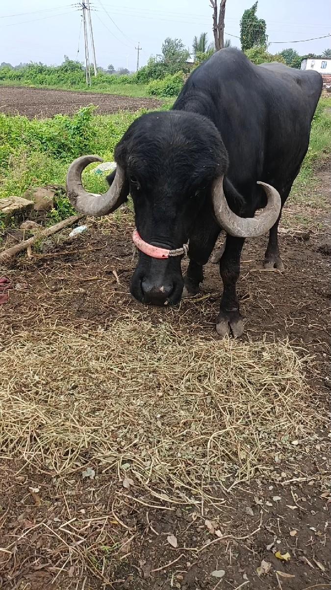 ભેંસ વેચવાની છે