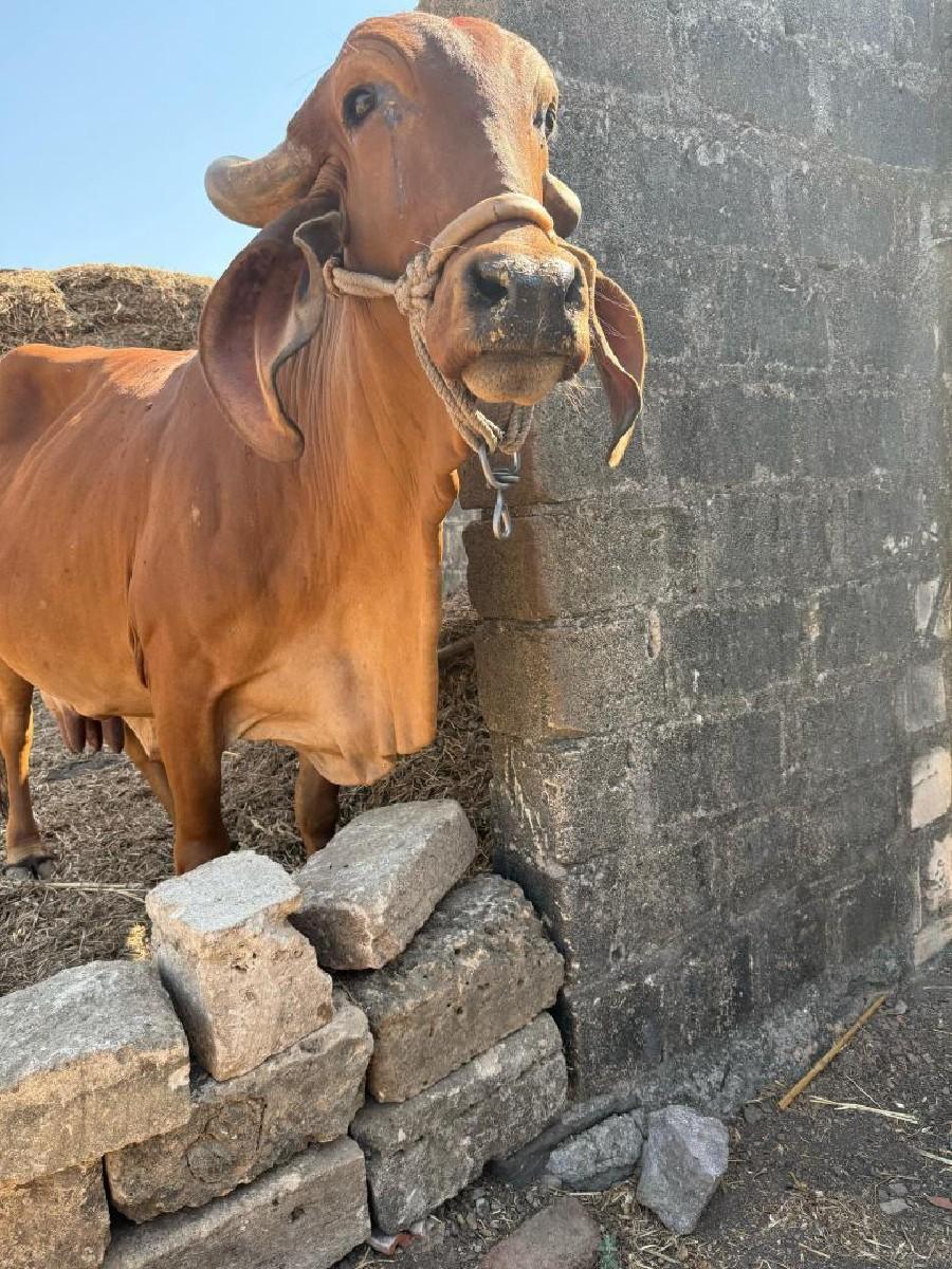 થંબનેલ 3