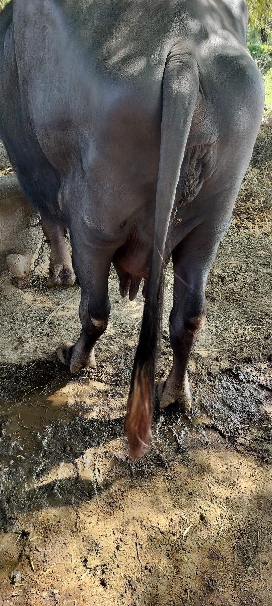 થંબનેલ 3