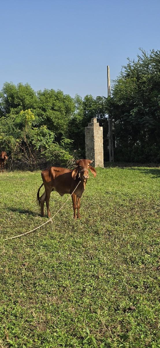 થંબનેલ 3