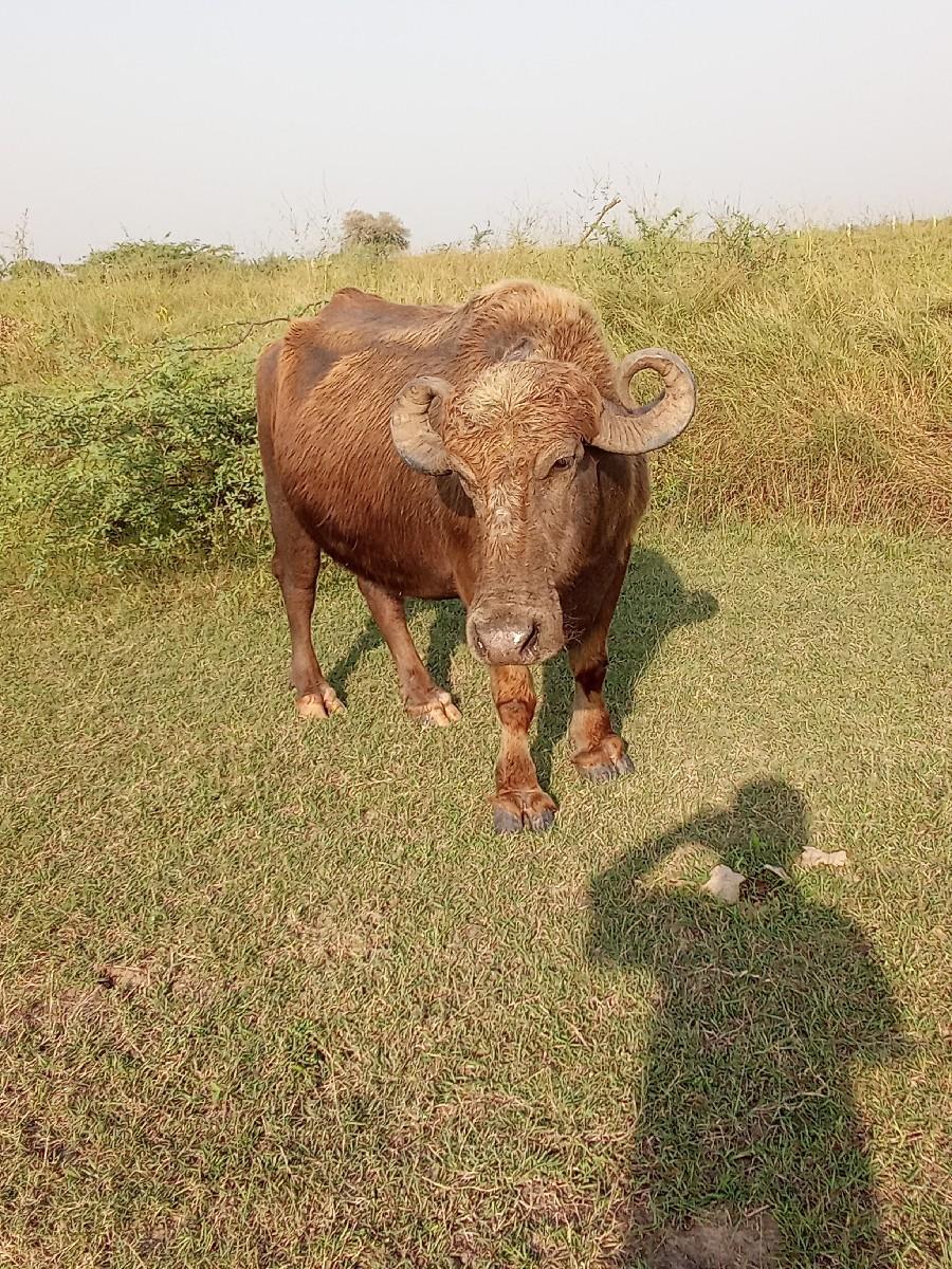 થંબનેલ 3