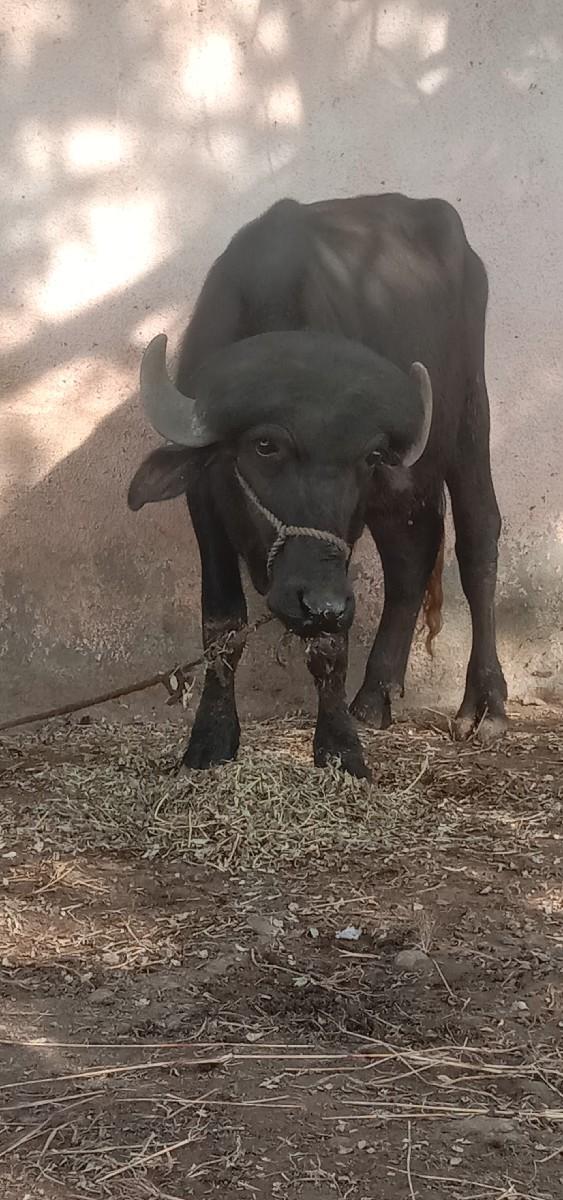 થંબનેલ 2