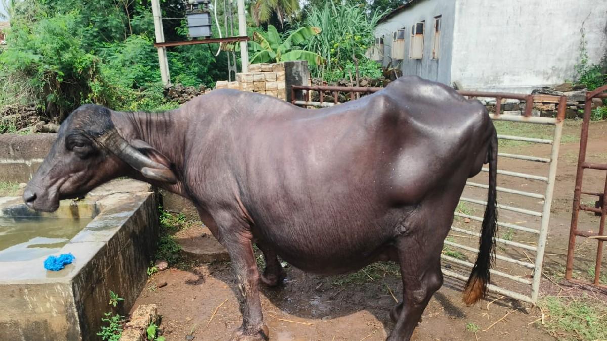 थंबनेल 2